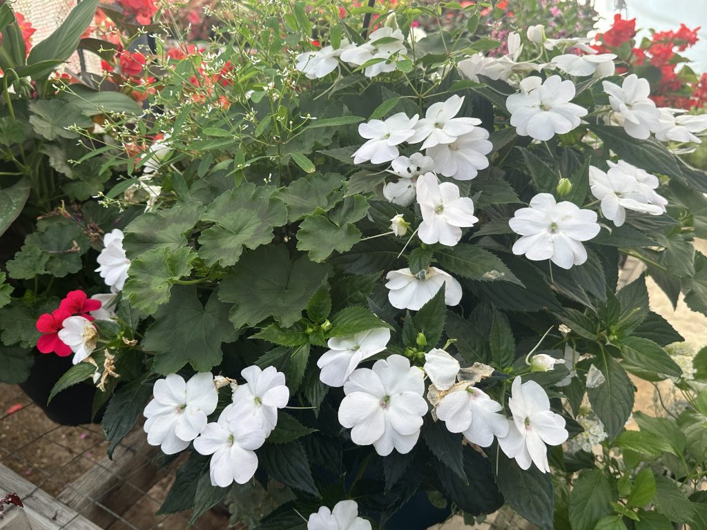 image14